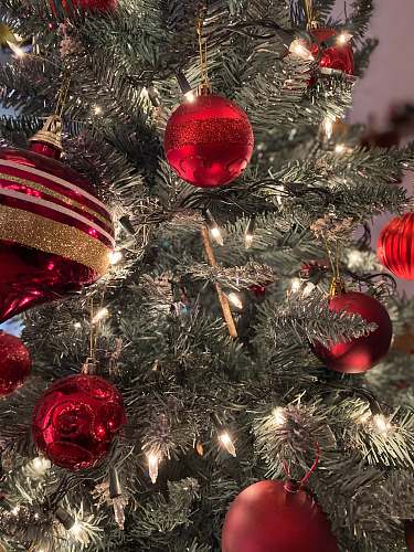 ornament gray Christmas tree and red baubles plant